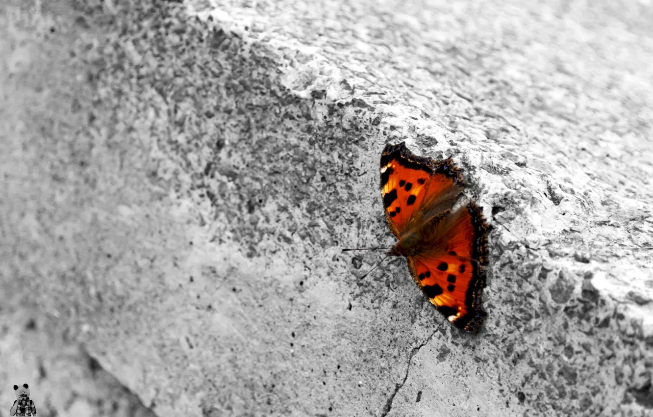 Photo wallpaper nature, Butterfly, Pyatkov_Denis, baterfly