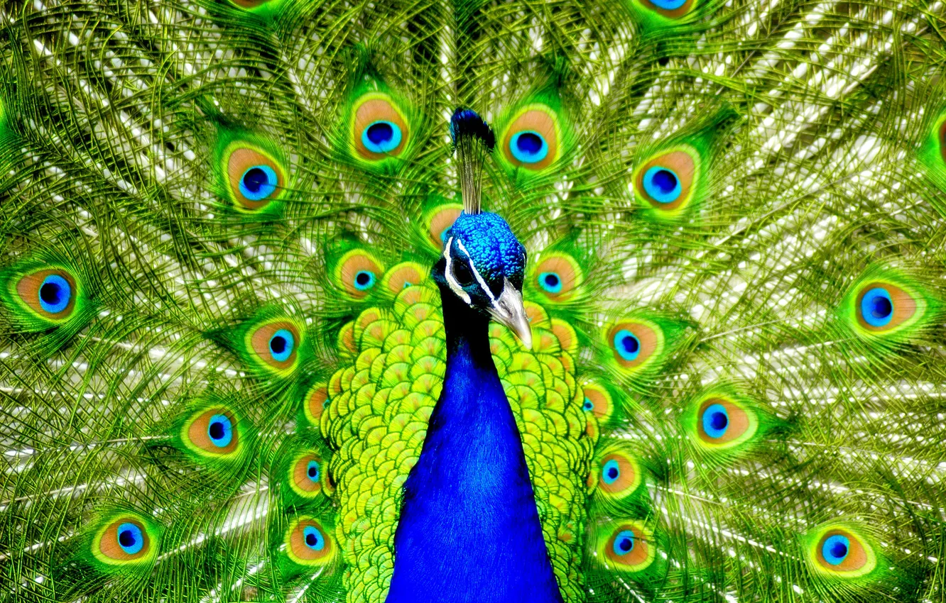 Photo wallpaper Desktop, wallpaper, colourful, beautiful, peacock