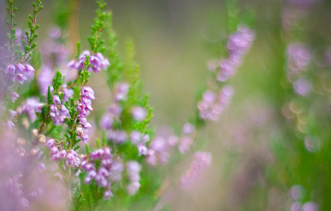 Photo wallpaper flowers, plant, blur