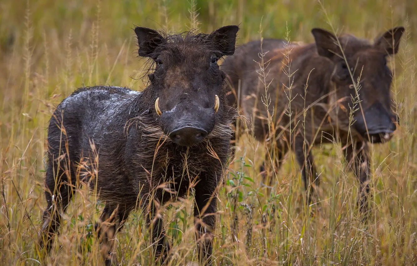Photo wallpaper pigs, Warthog, Phacochoerus africanus