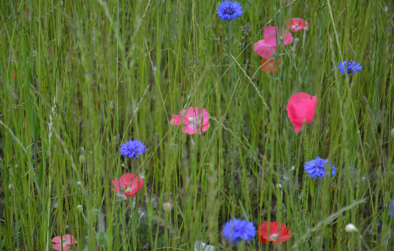 Photo wallpaper field, grass, flowers, Maki, meadow