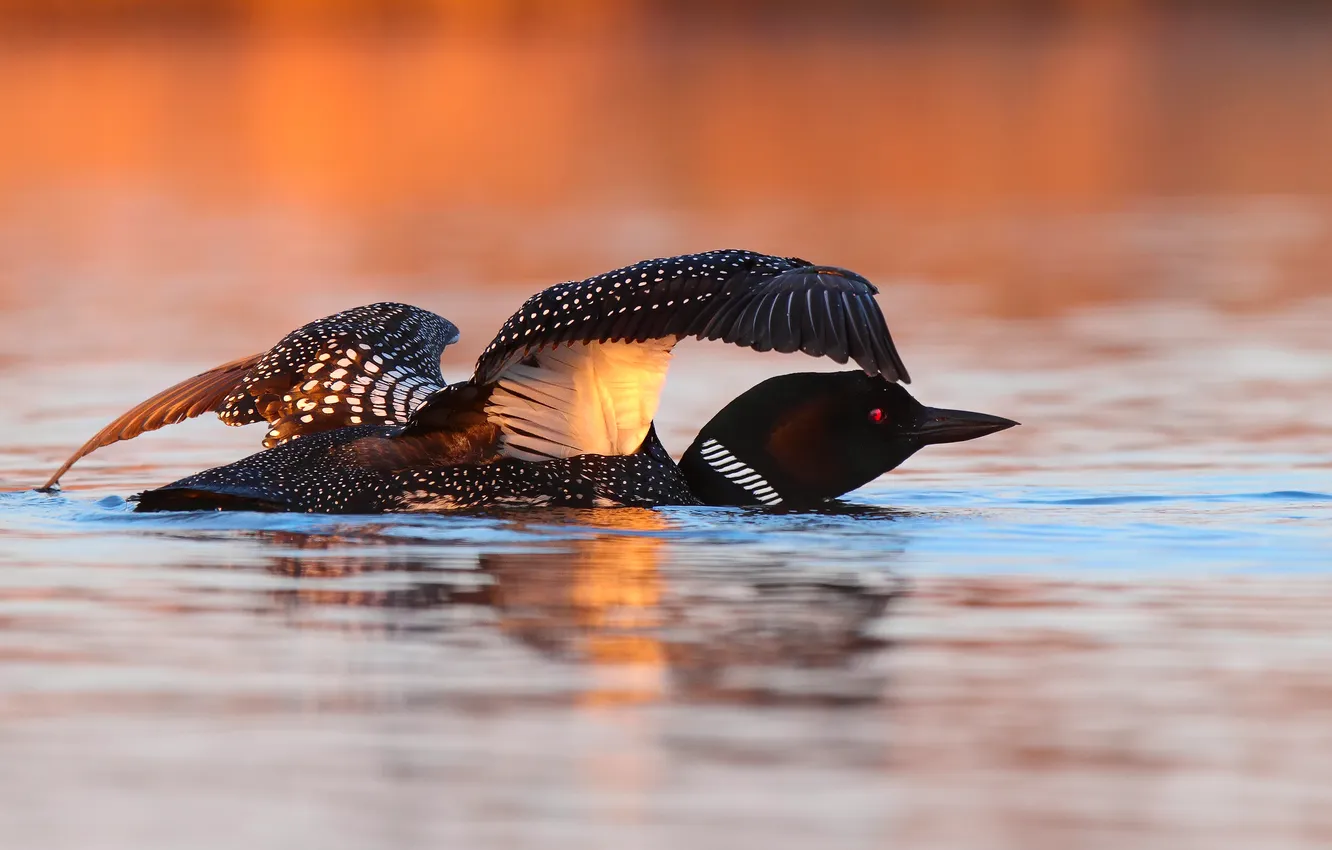 Photo wallpaper water, light, sunset, lake, reflection, Arctic Loon