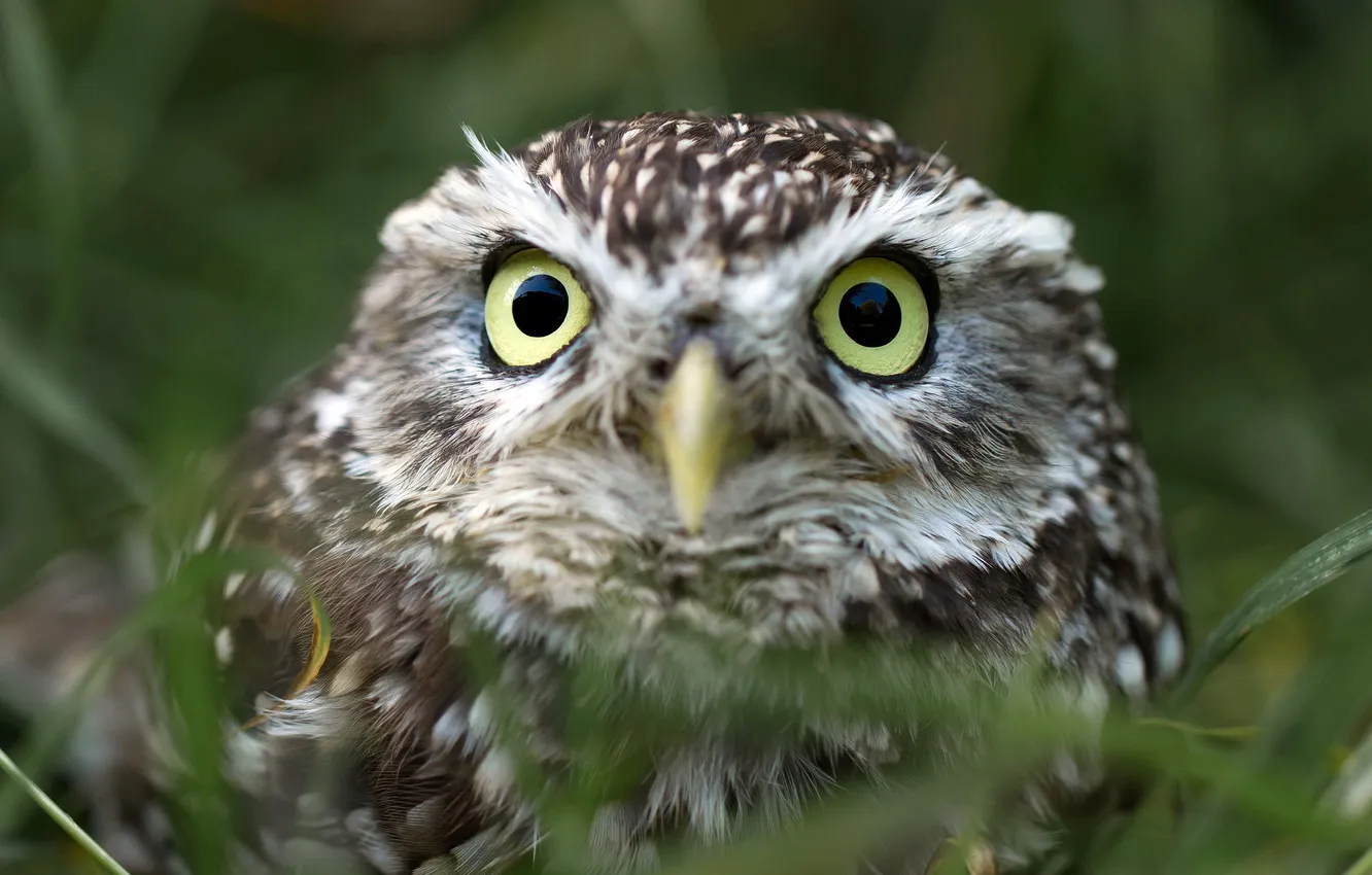 Photo wallpaper nature, owl, bird