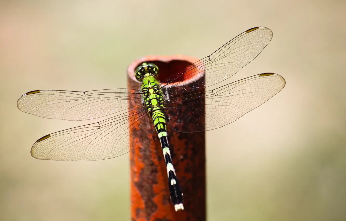Photo wallpaper macro, wings, dragonfly, insect