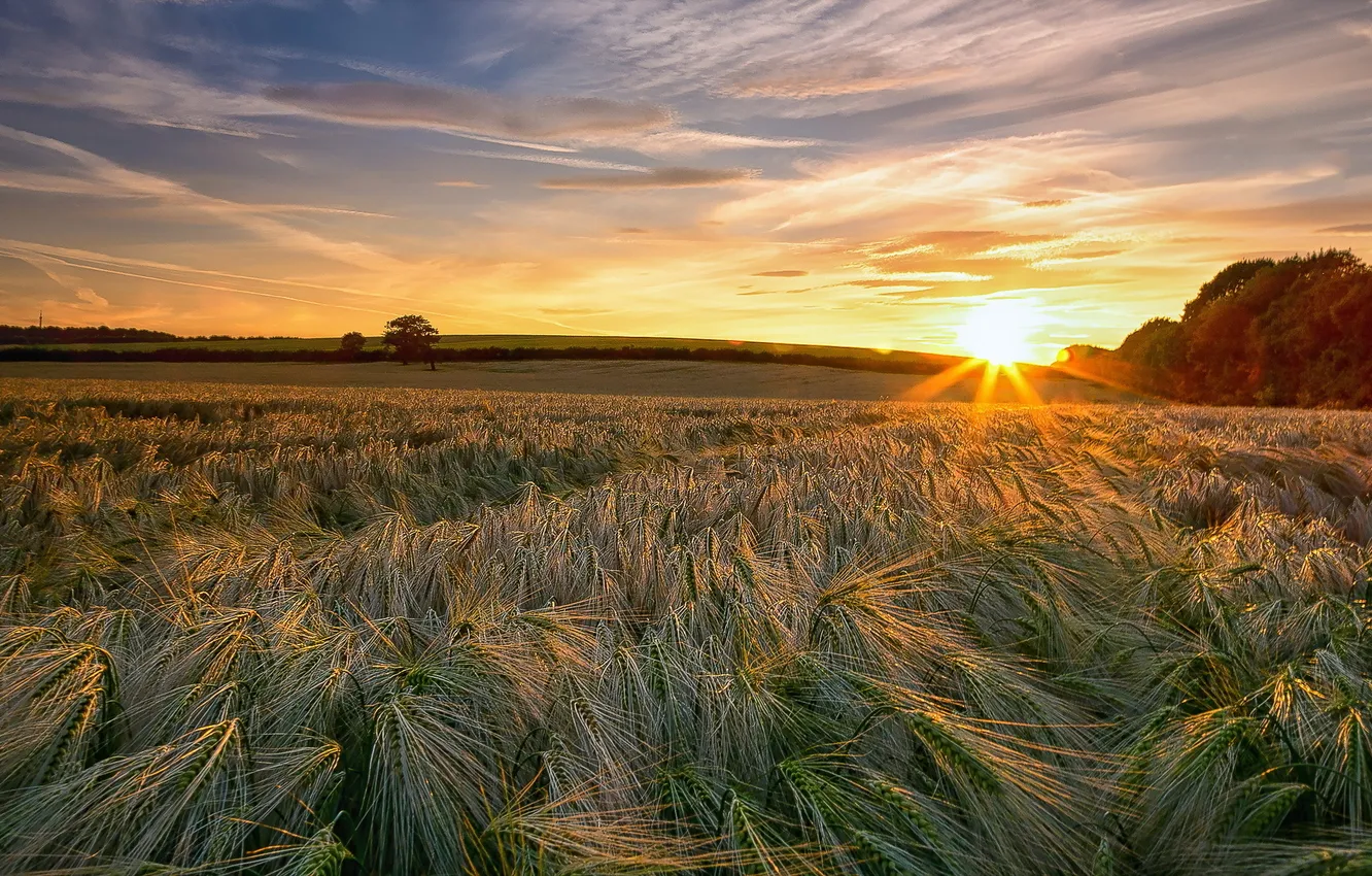 Photo wallpaper field, landscape, sunset, ears