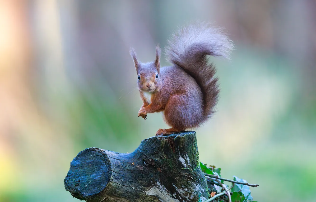 Photo wallpaper look, nature, pose, stump, protein, red, face, bokeh