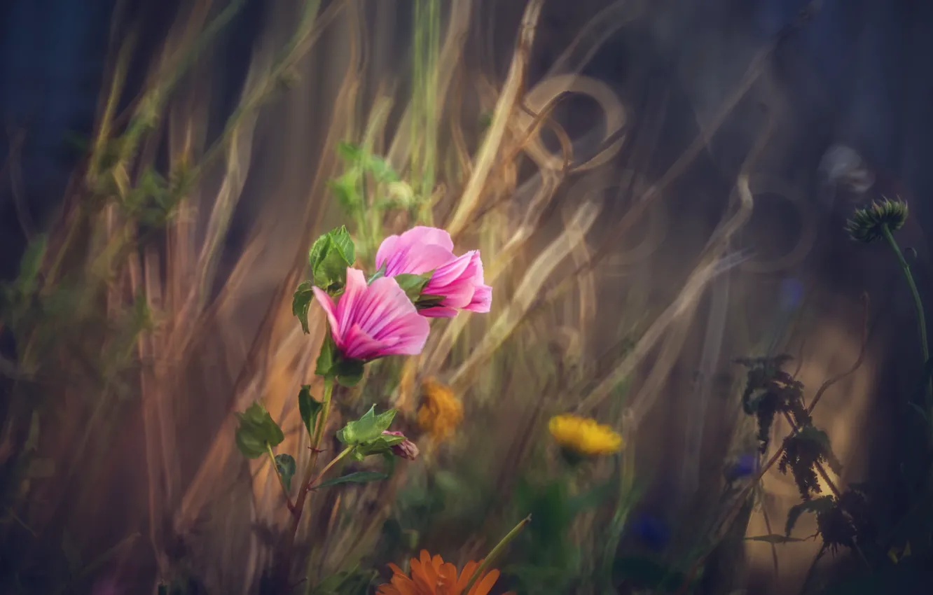 Photo wallpaper flowers, nature, background