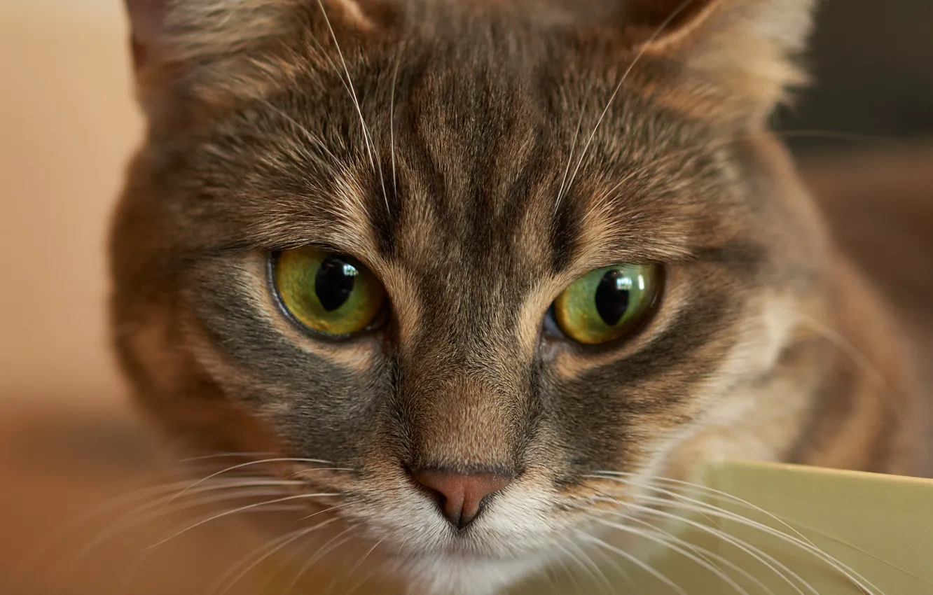 Photo wallpaper eyes, pet, hairs, feline