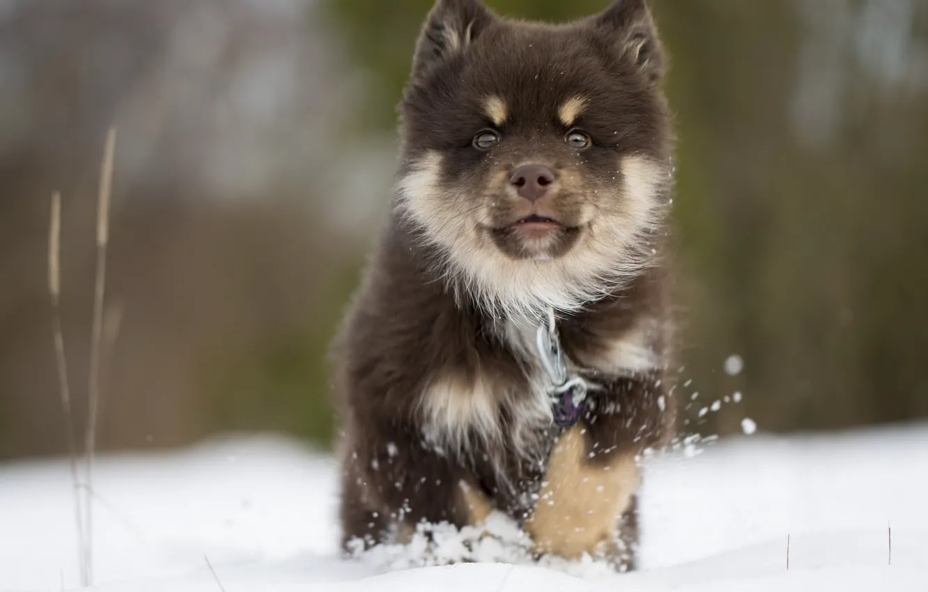 Photo wallpaper winter, snow, dog, puppy, Finnish, Lapp, Laplander husky, Finnish lapphund