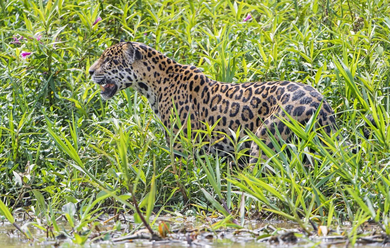 Photo wallpaper thickets, predator, Jaguar, wild cat, The Pantanal