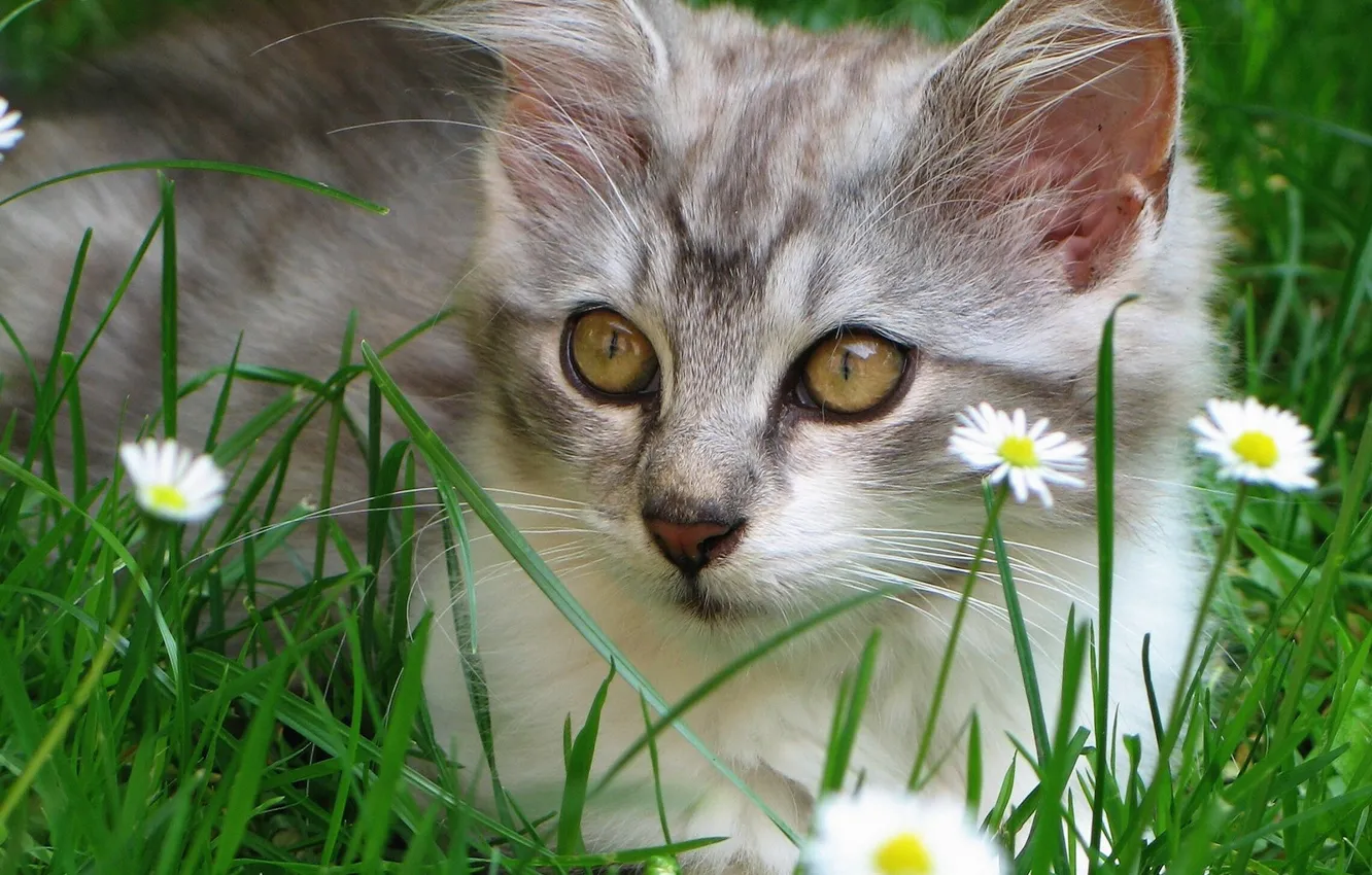 Photo wallpaper joy, animal, Koshak