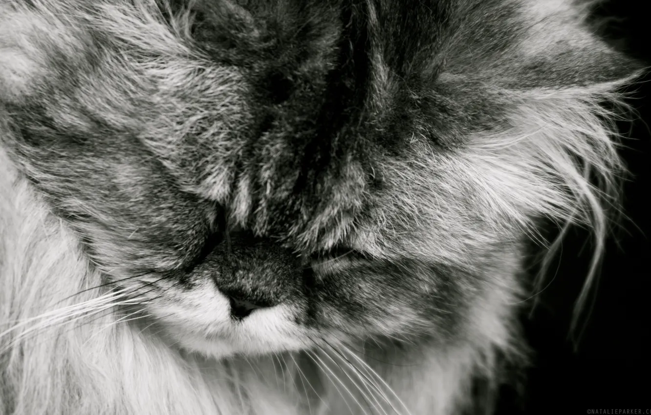 Photo wallpaper cat, cat, sleeping