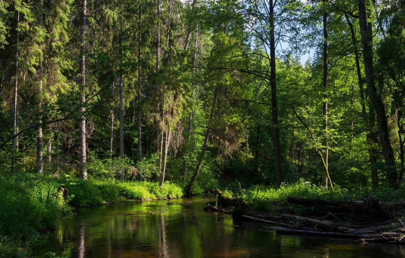 Photo wallpaper forest, trees, river, Minsk, recica, Belarus.