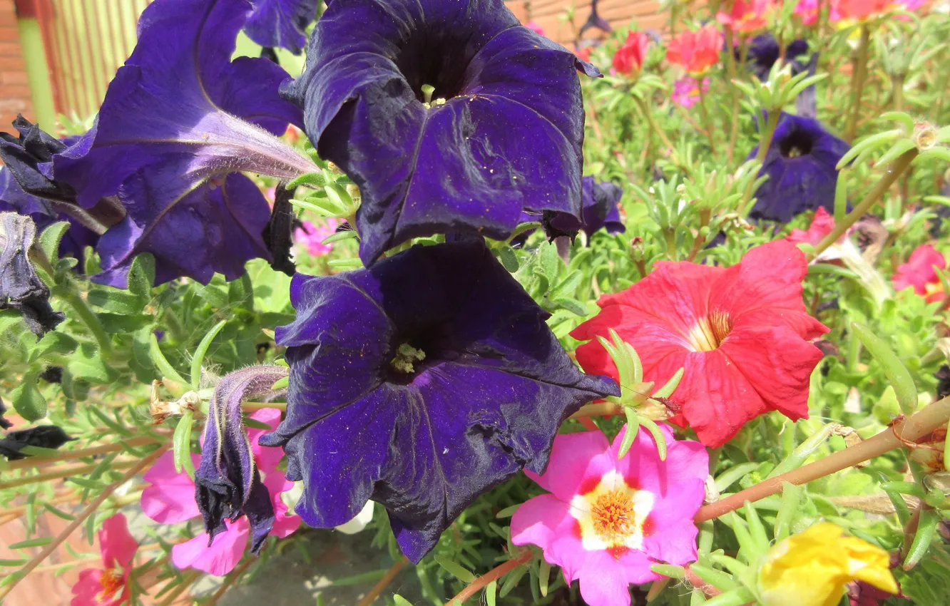Photo wallpaper Petunia, Meduzanol ©, spring 2018