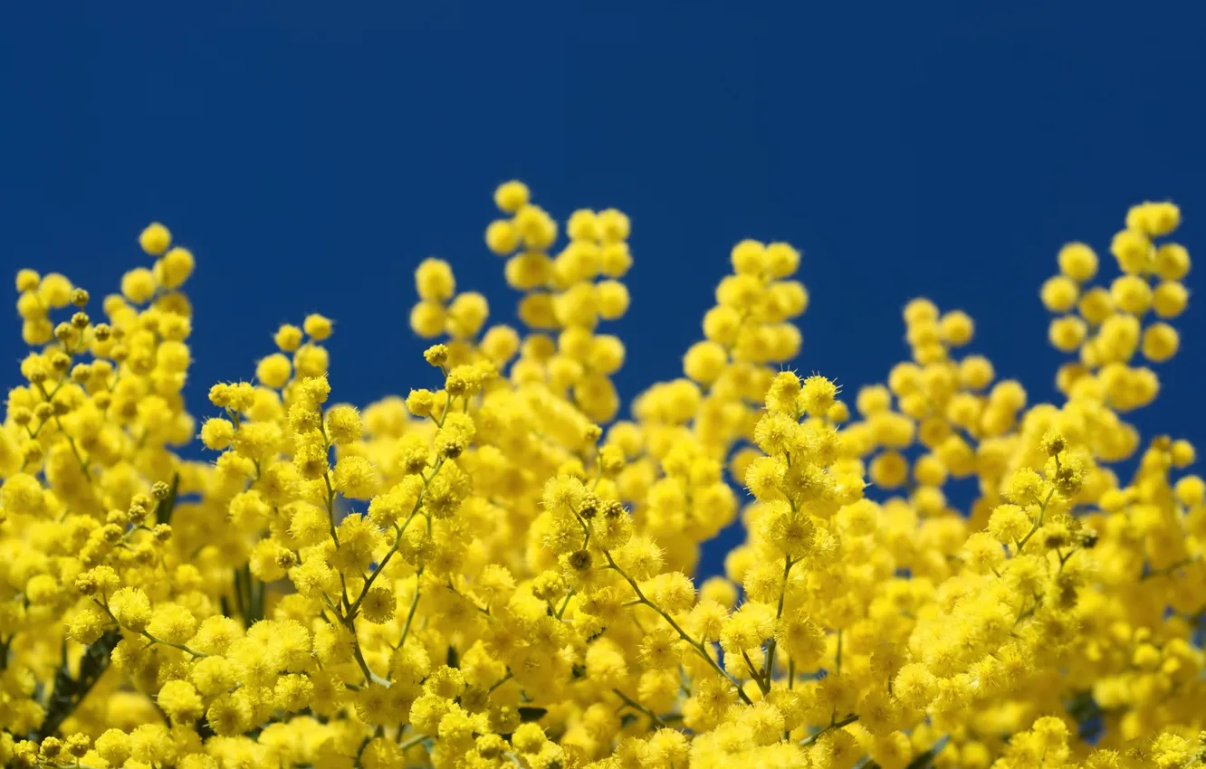Photo wallpaper the sky, spring, Mimosa