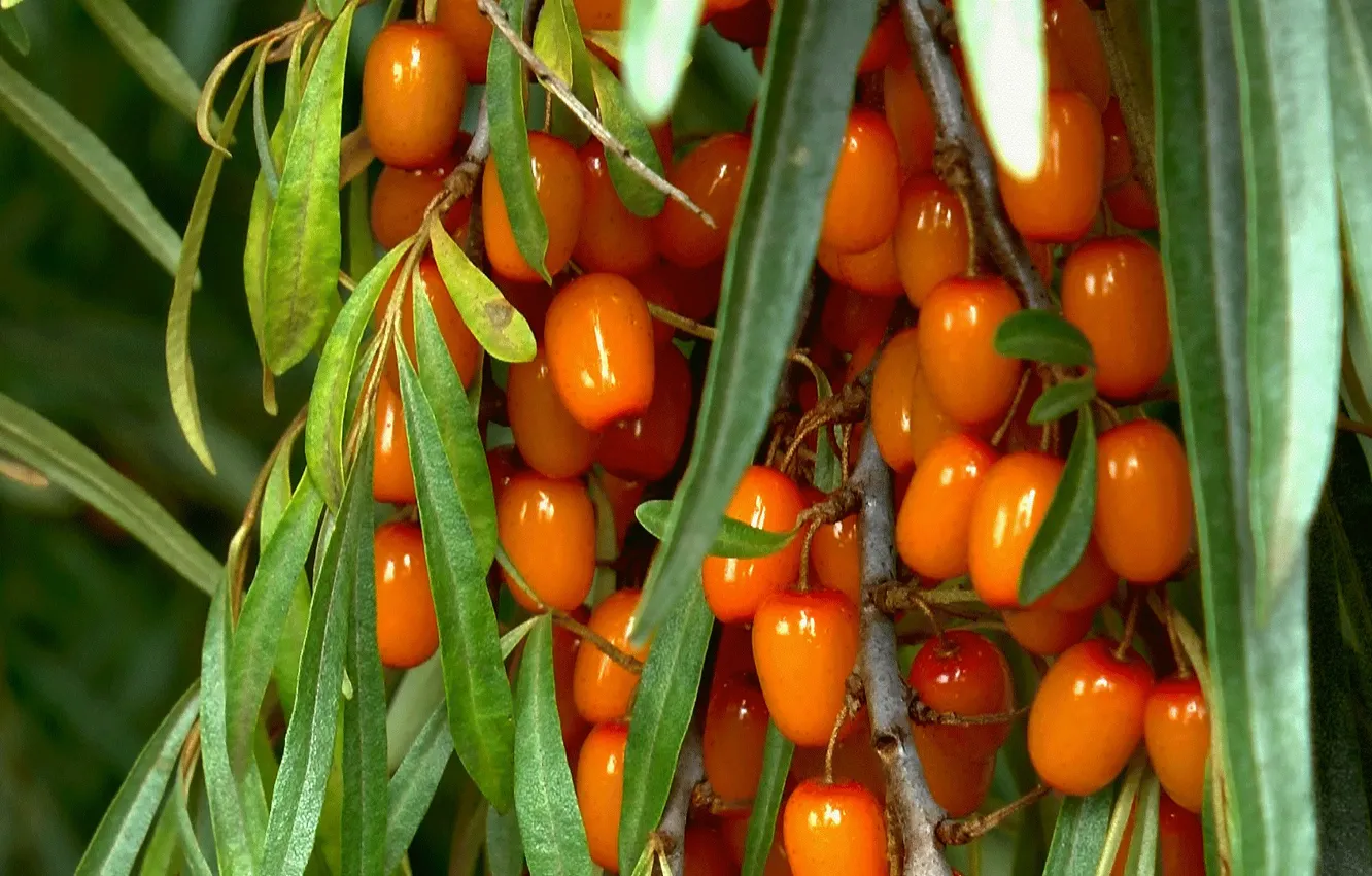 Photo wallpaper summer, berries, sea buckthorn