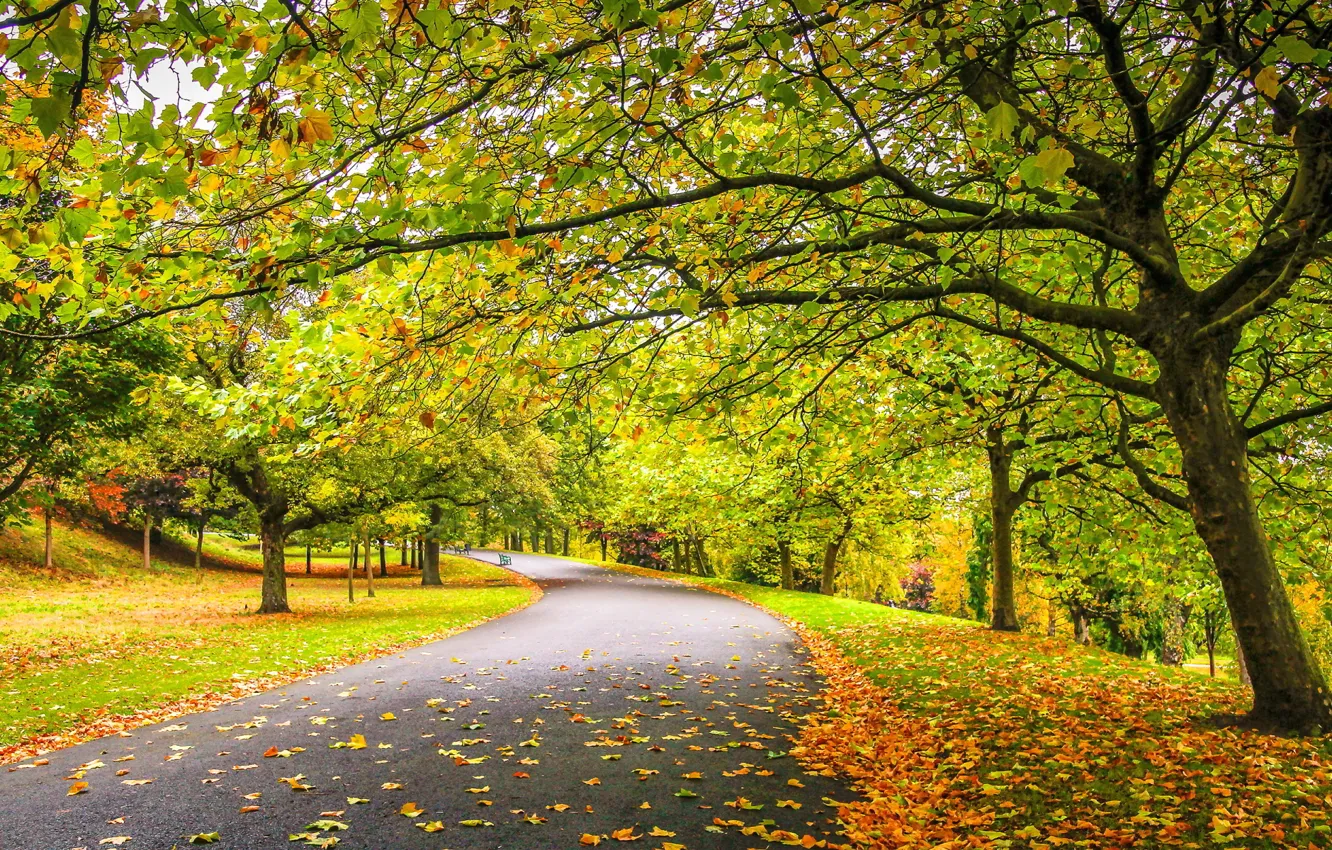 Photo wallpaper road, autumn, trees, falling leaves