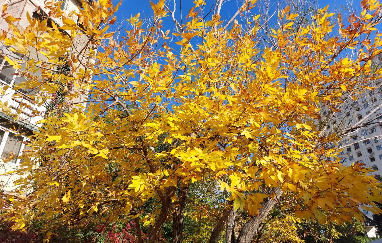 Photo wallpaper Autumn, Trees, Leaves, Autumn, Trees, Leaves