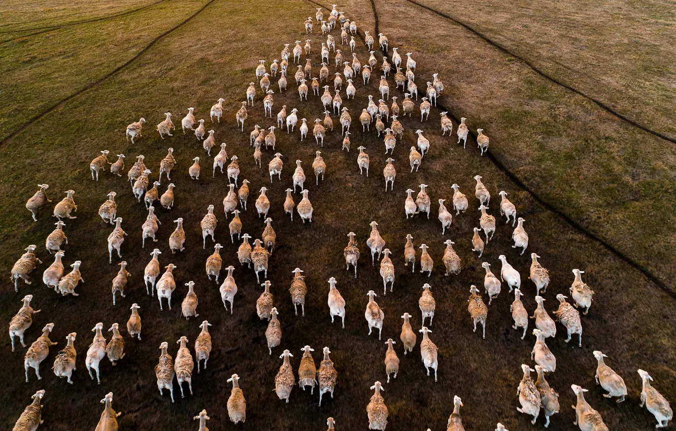 Photo wallpaper field, sheep, the herd