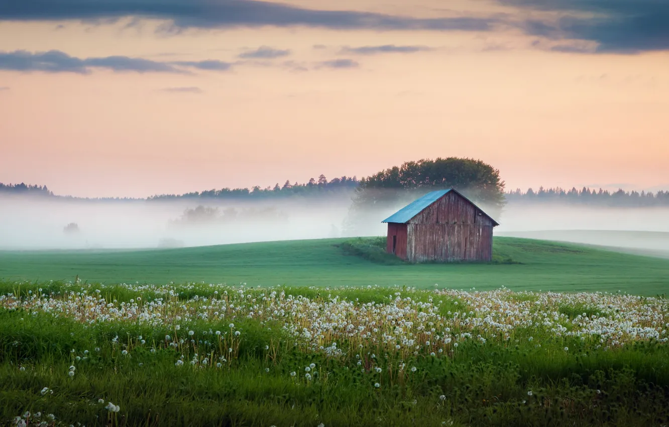 Photo wallpaper field, fog, house, dandelions