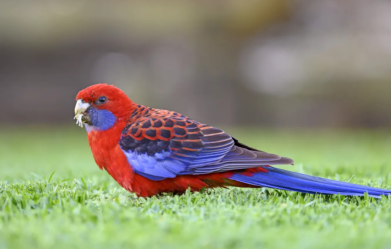 Photo wallpaper grass, red, bird, glade, parrot