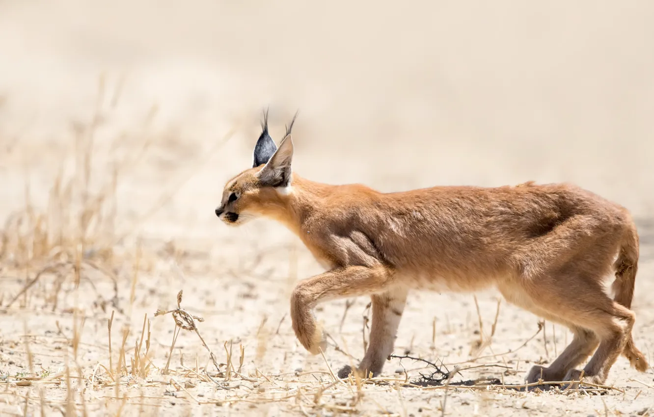 Photo wallpaper cat, beast, Rooikat