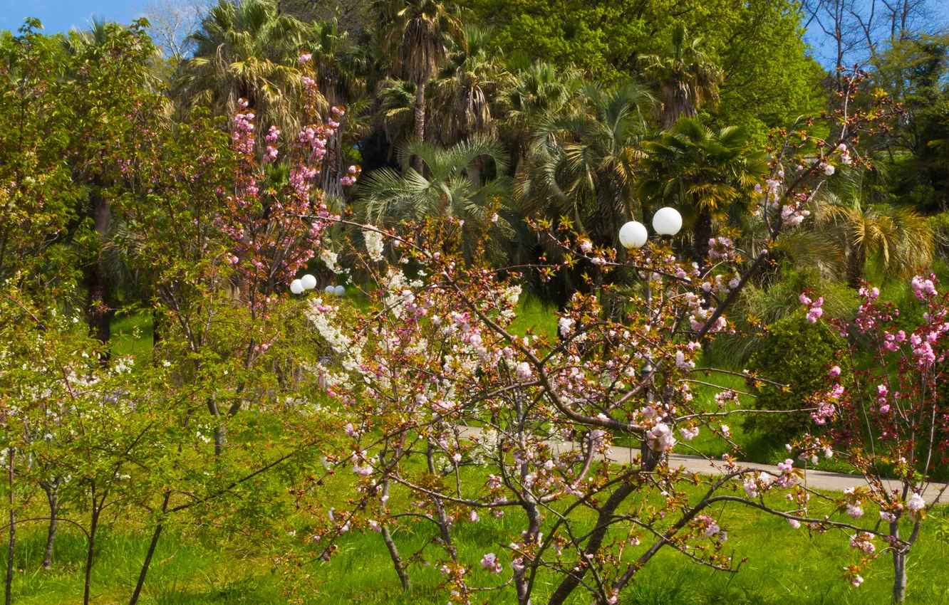 Photo wallpaper the sky, clouds, trees, nature, Park, spring, Sakura, April