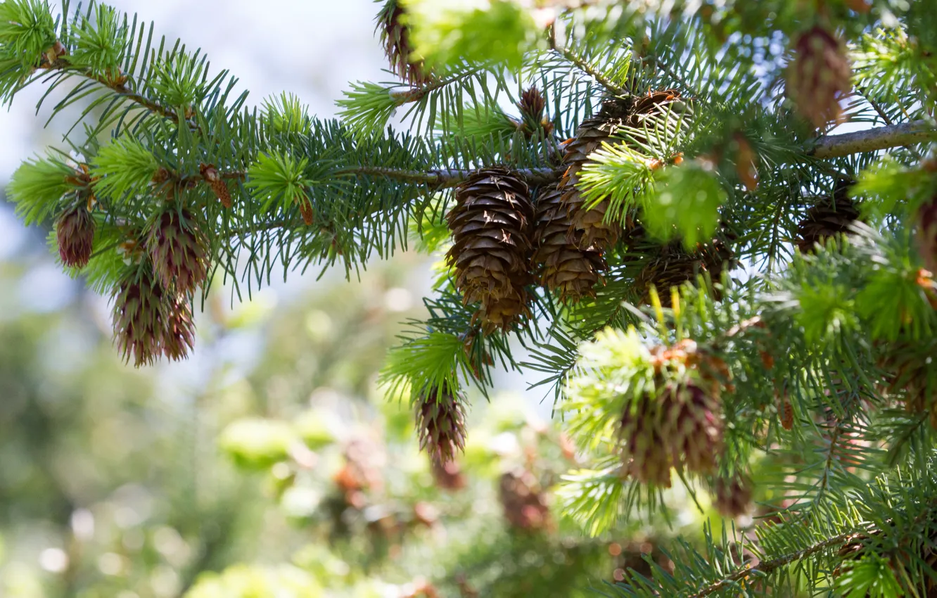 Photo wallpaper greens, forest, light, branches, tree, bumps, pine