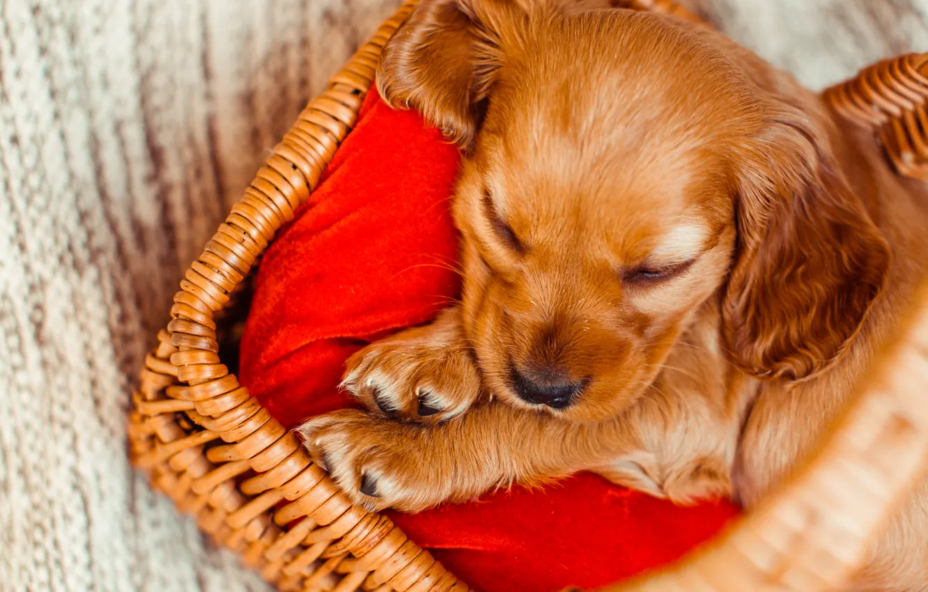 Photo wallpaper red, dog, lies, puppy, basket, face, sleeping, sleep