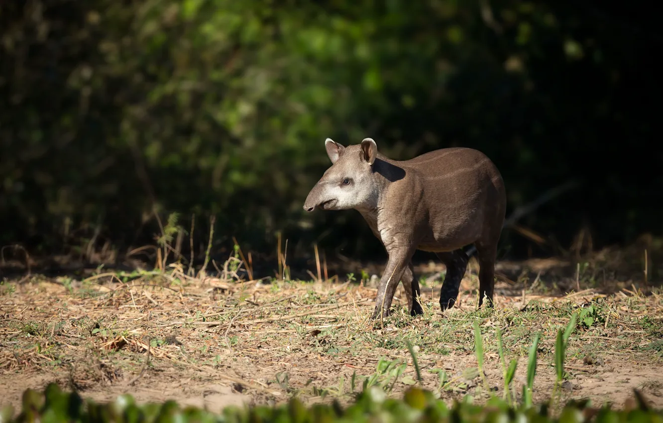 Photo wallpaper forest, light, glade, walk, bokeh, tapir