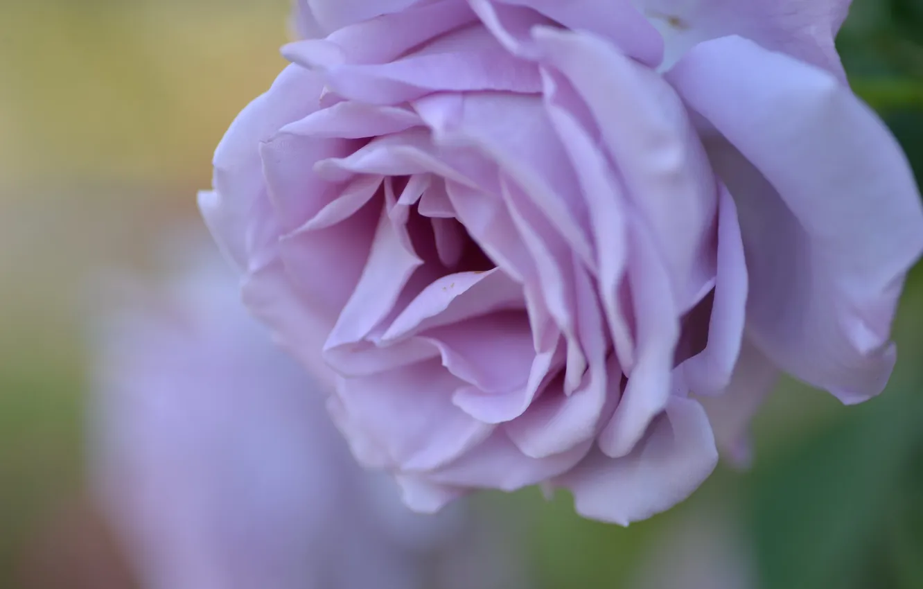 Photo wallpaper macro, flowers, roses, blur, lilac, bokeh
