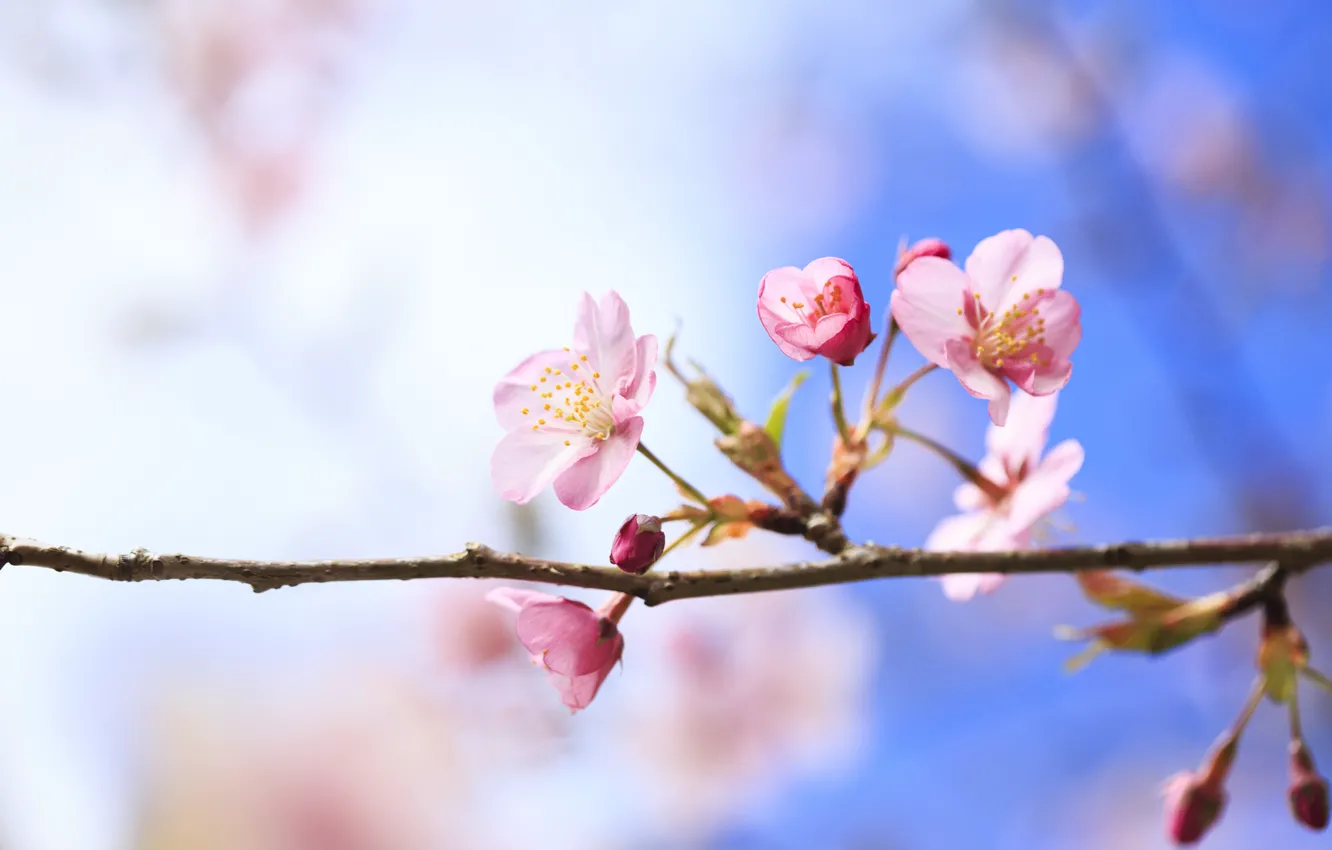 Photo wallpaper flowers, cherry, tree, branch, spring, flowering