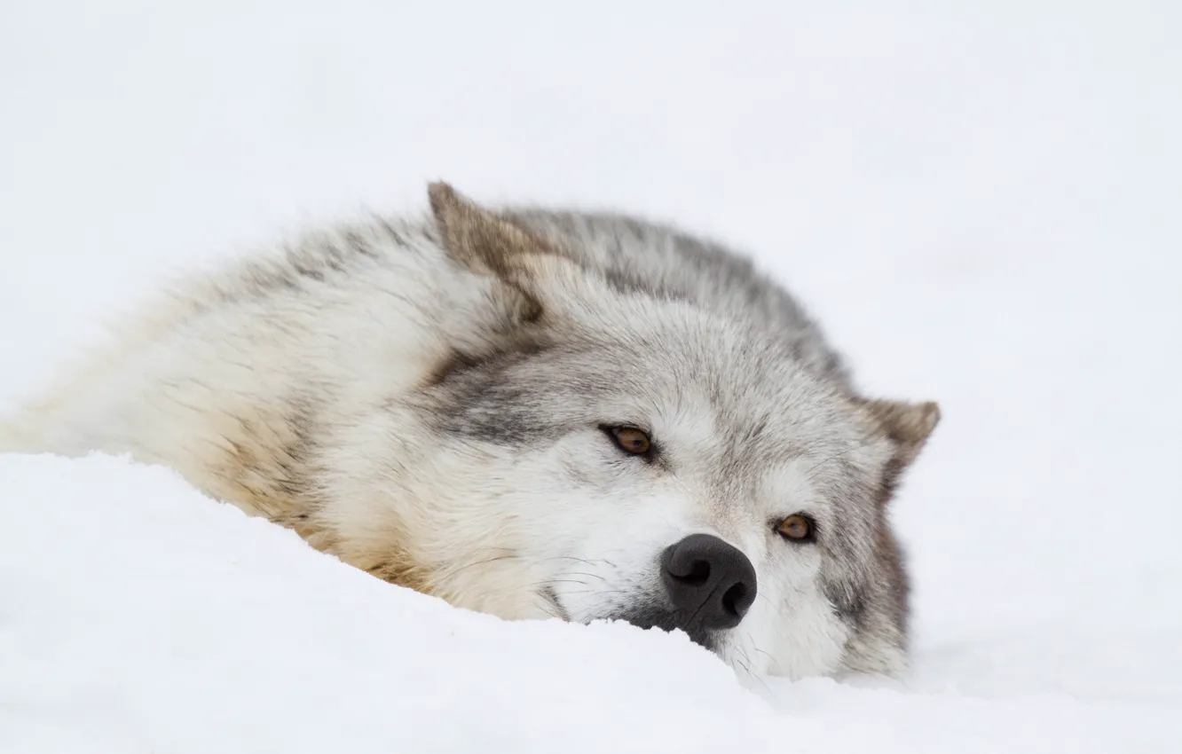 Photo wallpaper winter, face, snow, stay, wolf