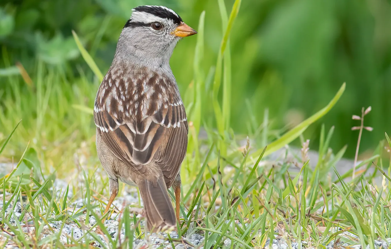 Photo wallpaper grass, bird, Sparrow