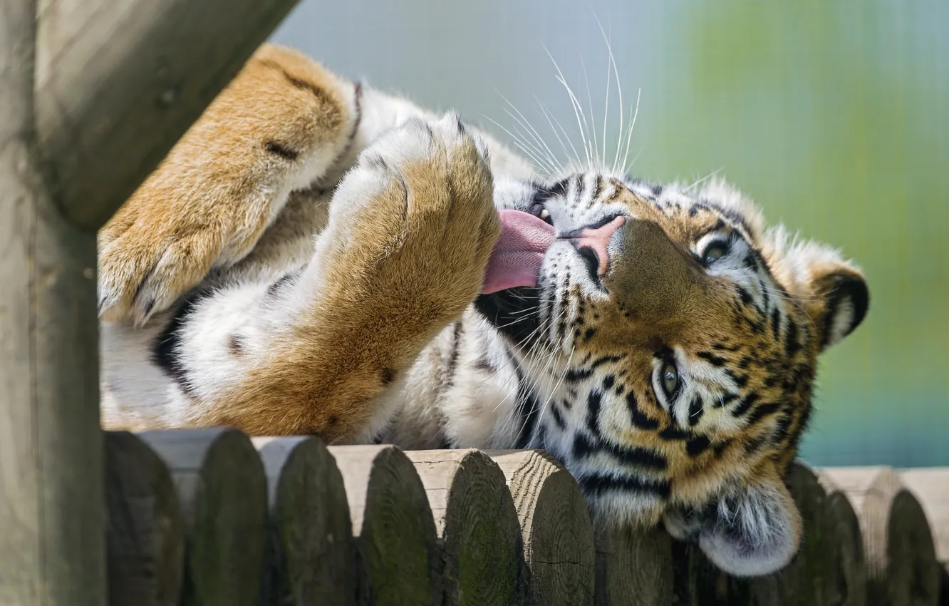 Photo wallpaper language, cat, washing, the Amur tiger, ©Tambako The Jaguar