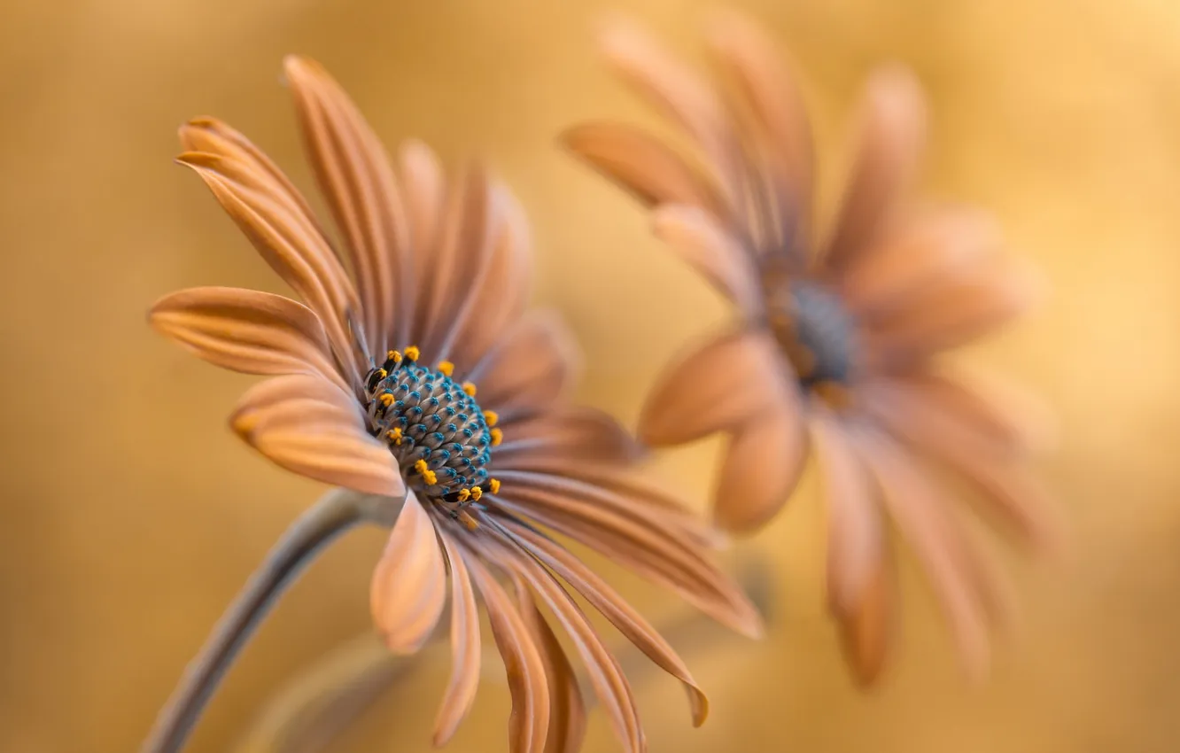 Photo wallpaper flowers, nature, background