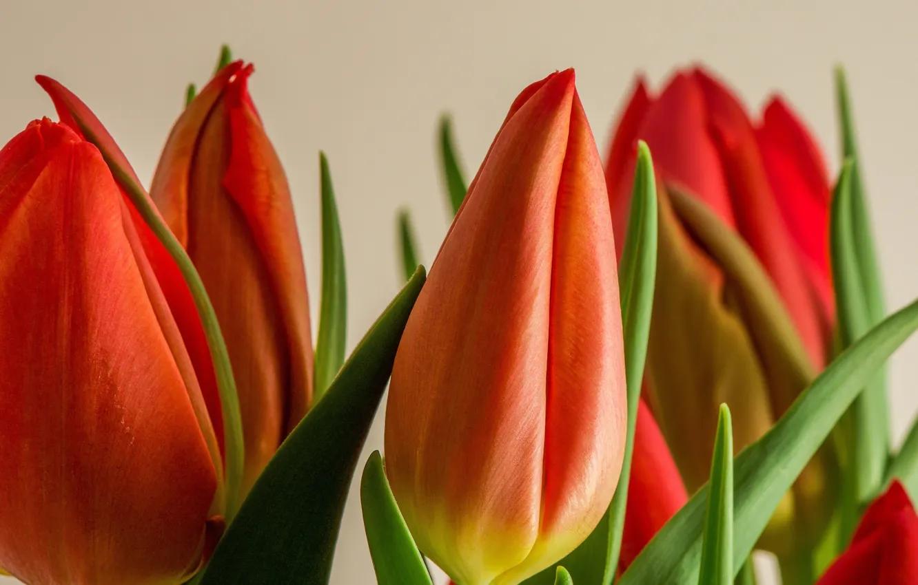 Photo wallpaper flowers, background, tulips