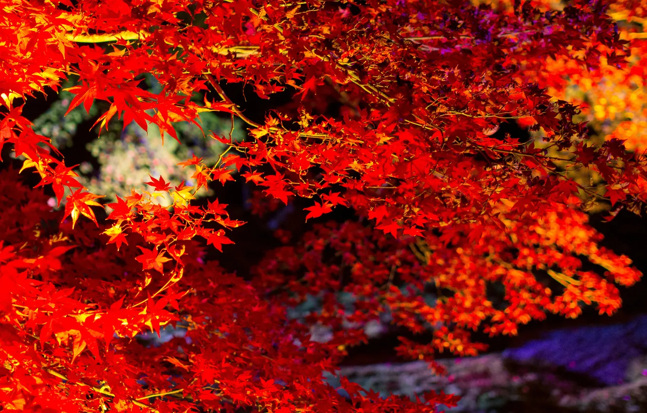 Photo wallpaper autumn, leaves, branches, tree, maple, the crimson