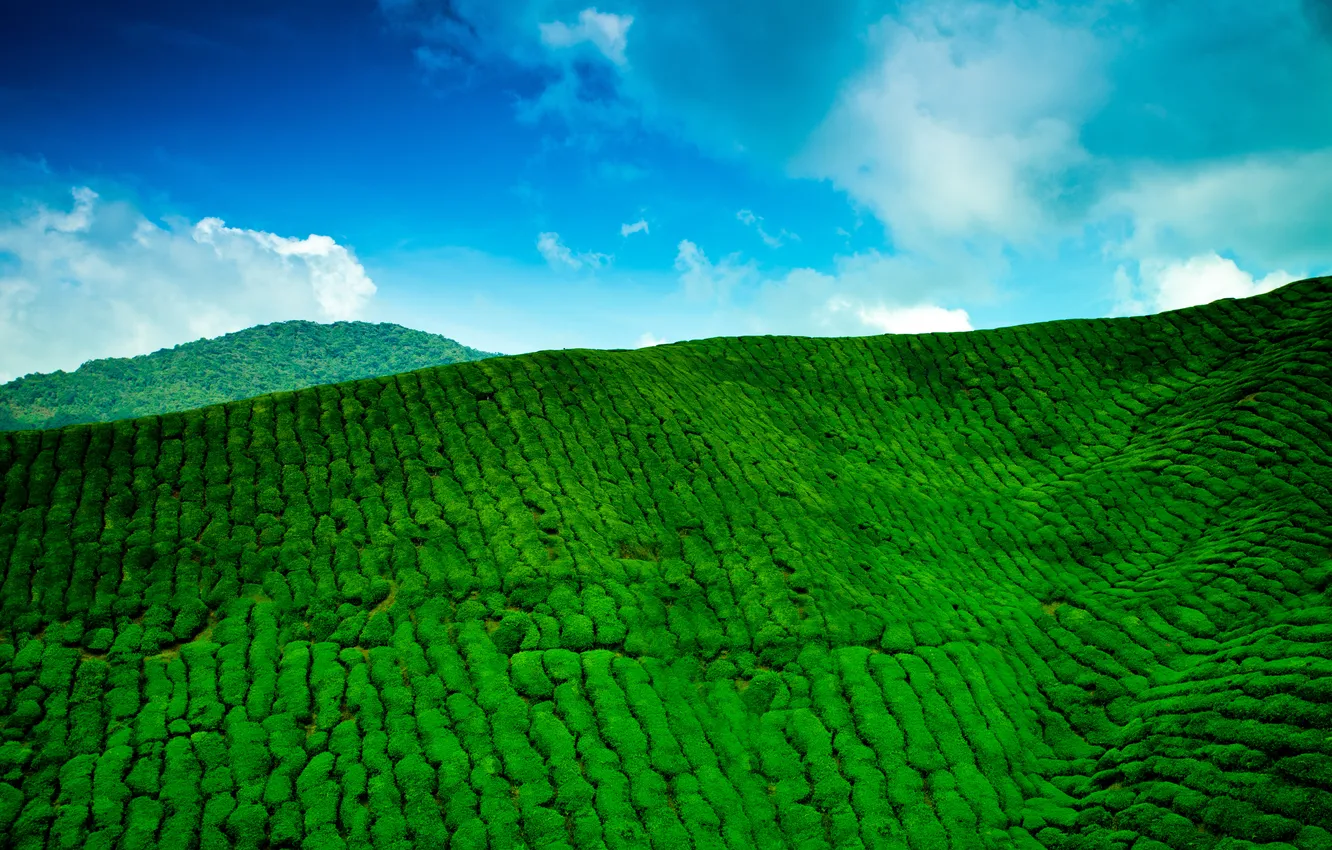 Photo wallpaper the sky, clouds, mountains, green, blue, tea, plantation