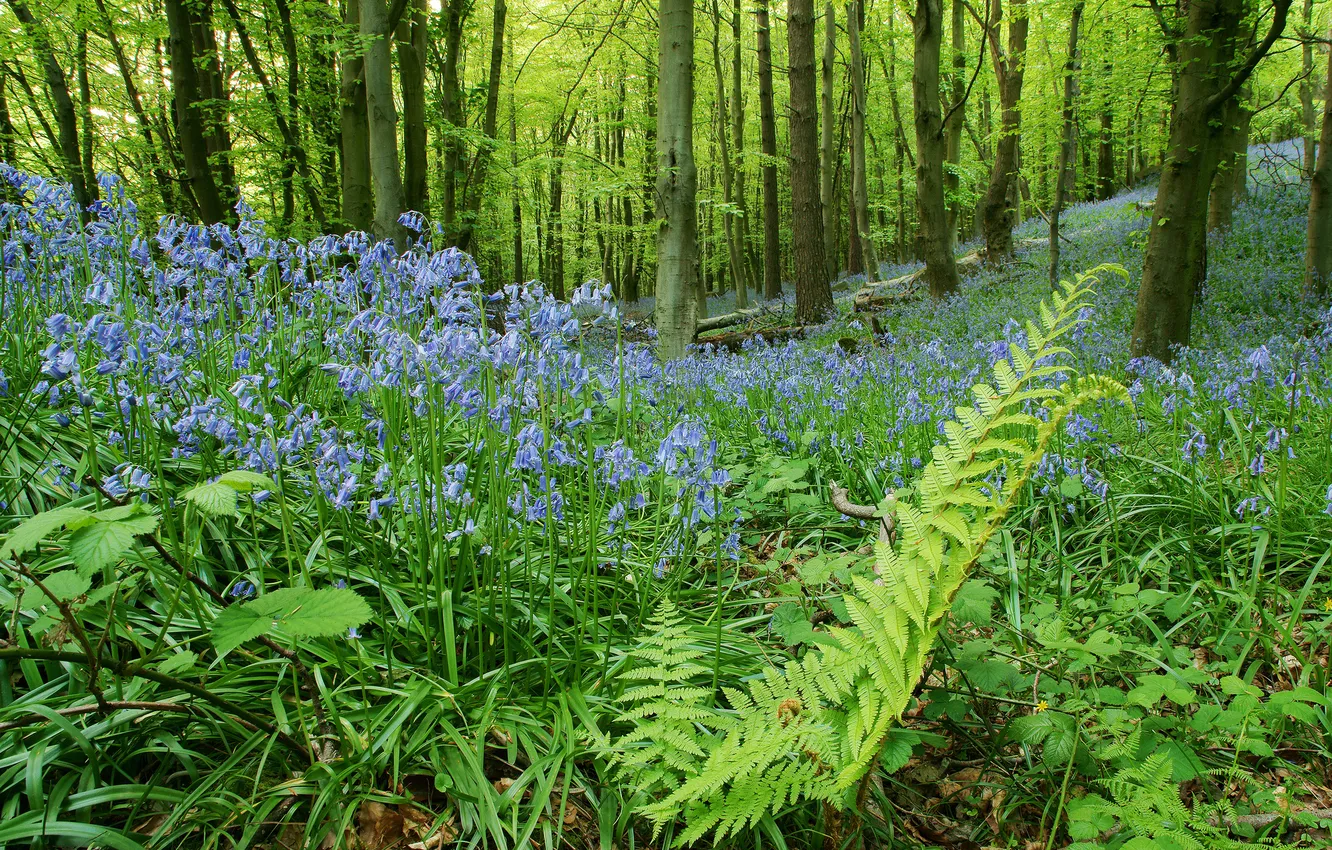 Photo wallpaper forest, flowers, glade, bells, fern