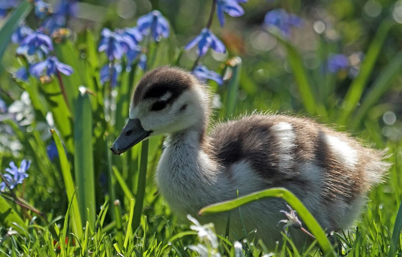 Photo wallpaper flowers, duck, duck, Chicks