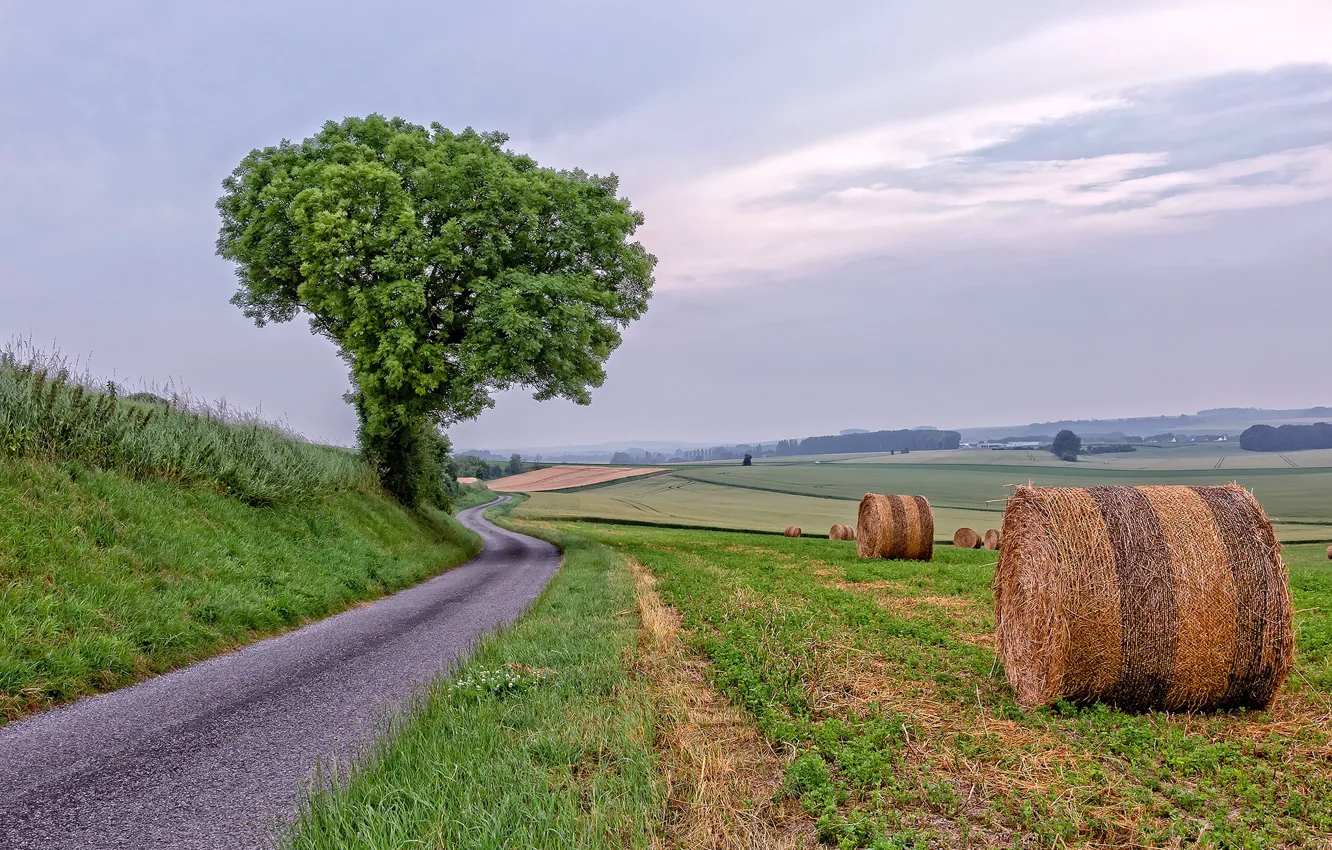 Photo wallpaper road, tree, hay