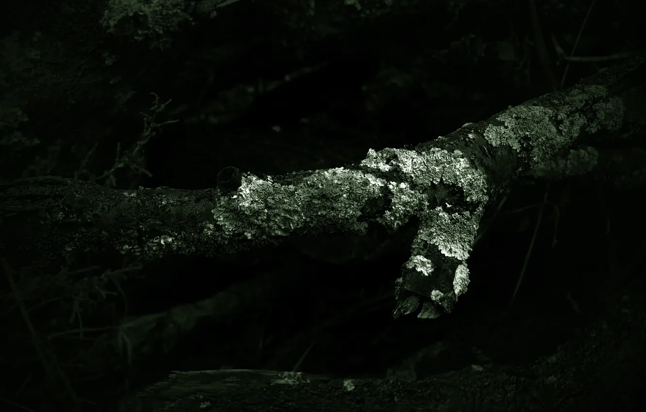 Photo wallpaper grass, shadow, wood, growth