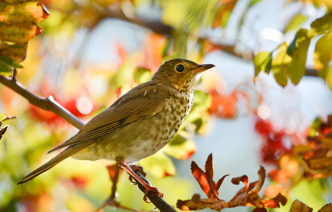 Photo wallpaper autumn, bird, beak, tail, hermit thrush