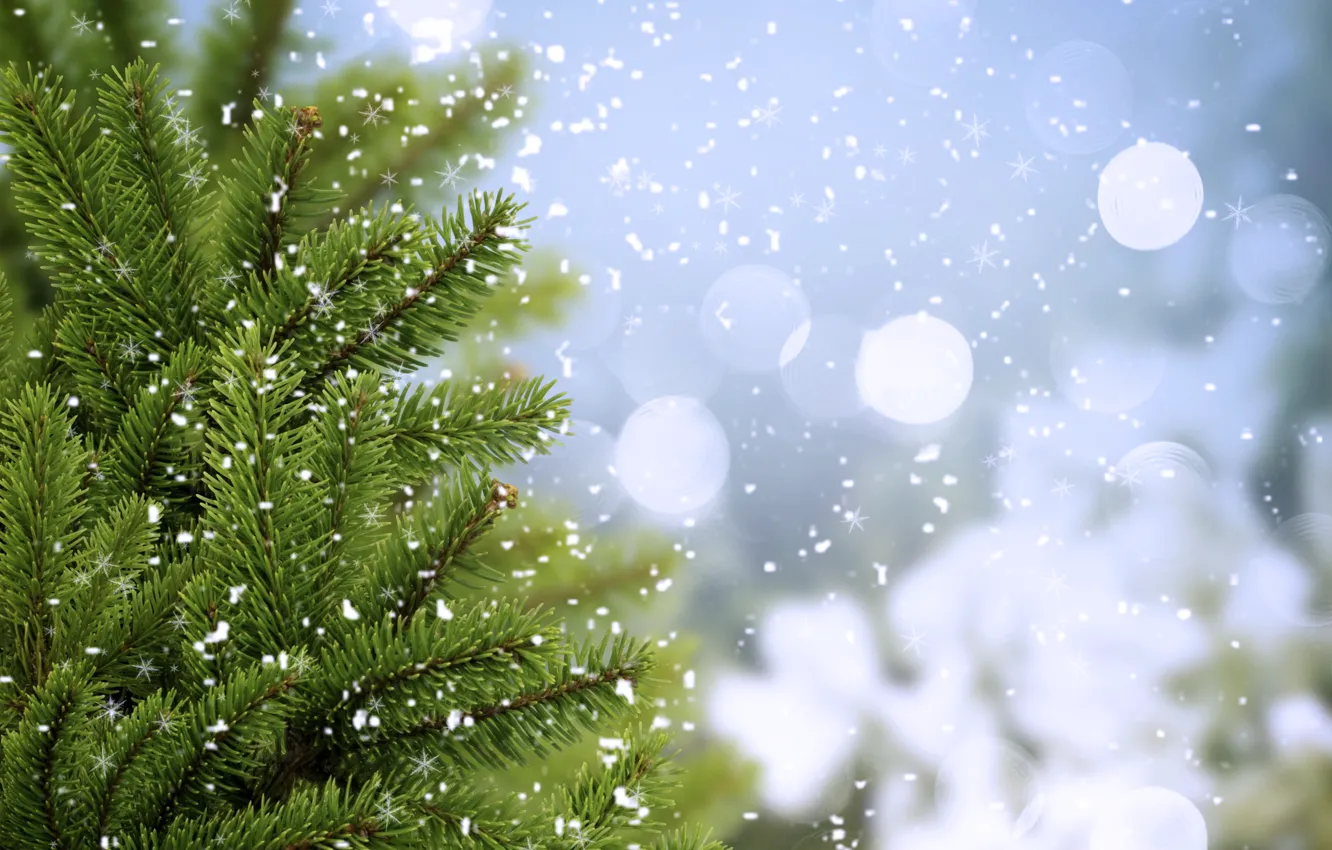 Photo wallpaper cold, winter, greens, trees, snowflakes, branches, spruce, ate