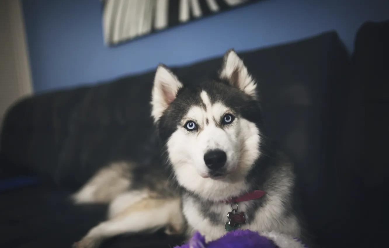 Photo wallpaper dog, wool, looks, husky