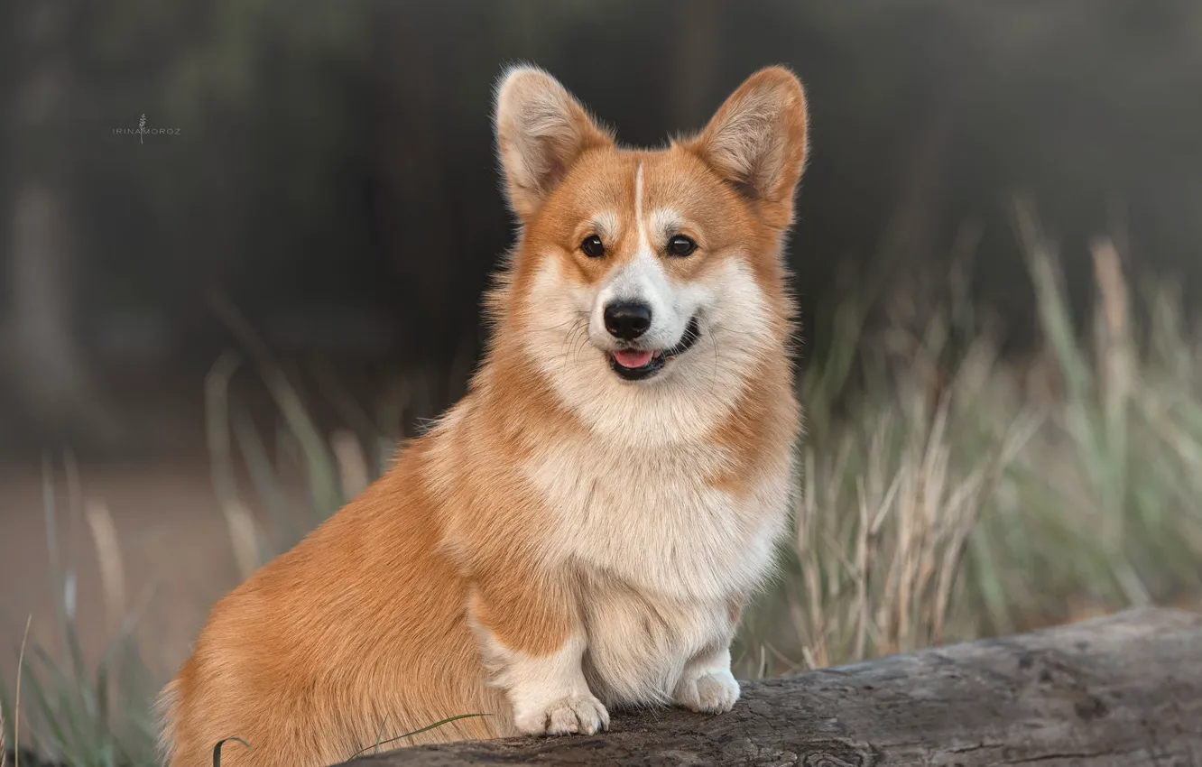 Photo wallpaper grass, animal, dog, log, dog, Corgi, Irina Moroz