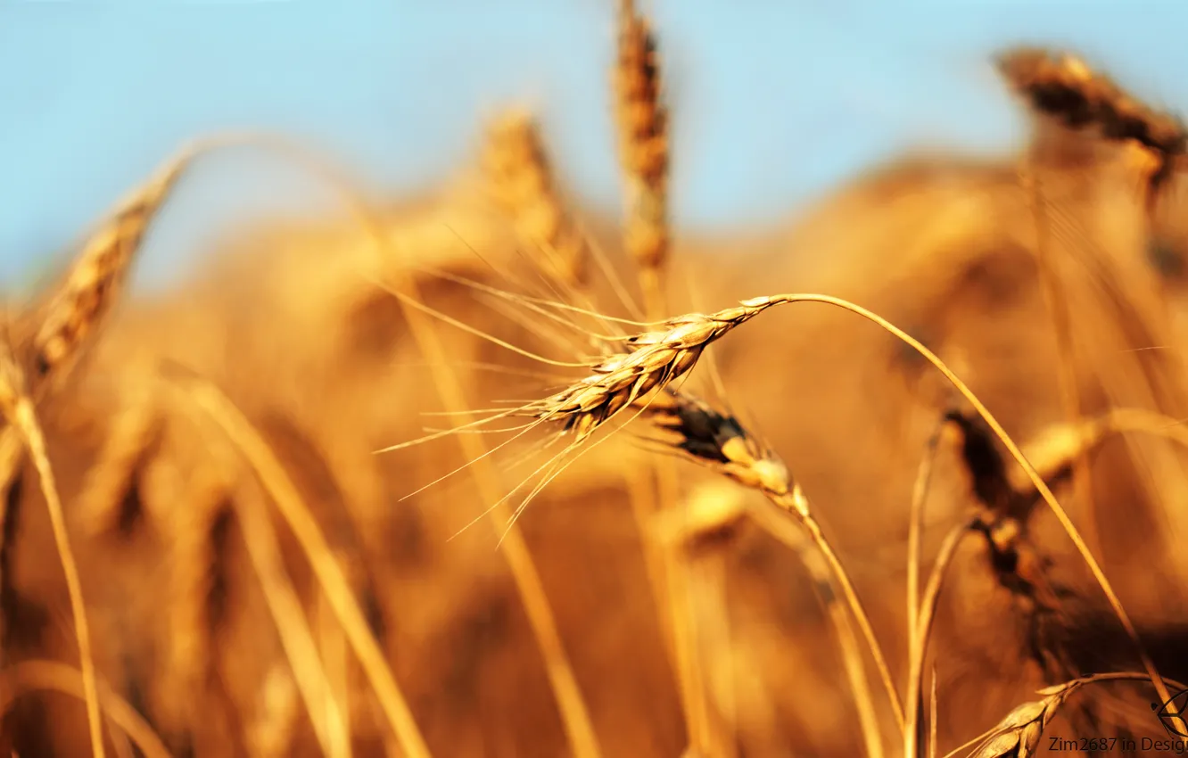 Photo wallpaper wheat, field, ear, bread