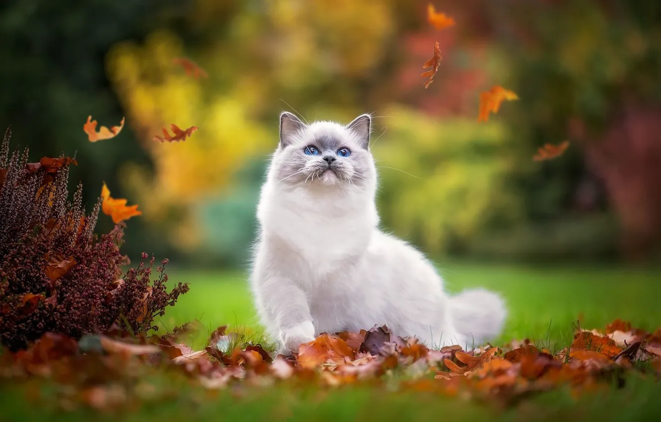 Photo wallpaper autumn, cat, pose, Park, kitty, foliage, the game, fluffy