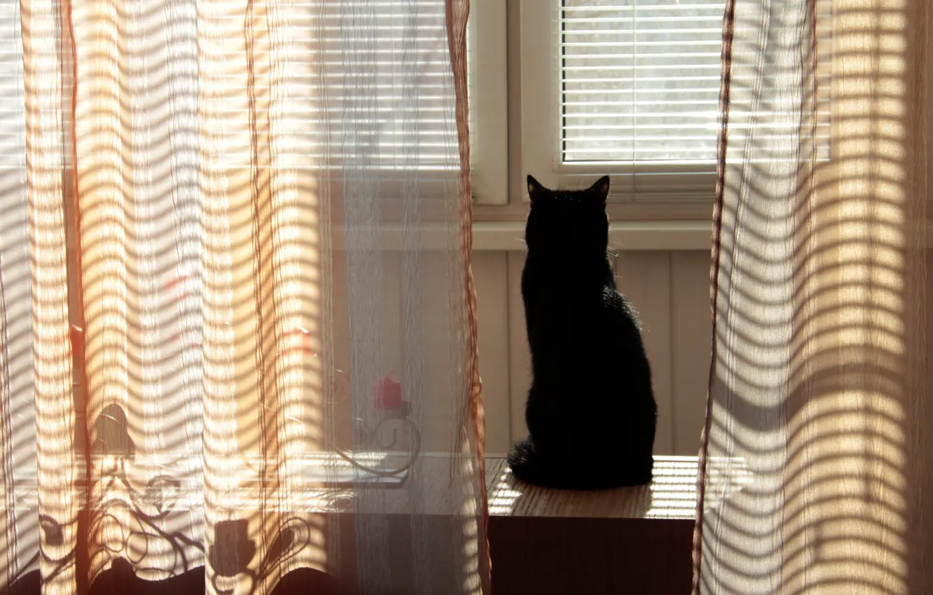 Photo wallpaper cat, grass, cat, the sun, widescreen, Wallpaper, shadow, wallpaper